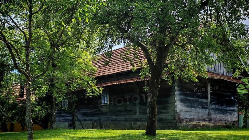 Rural, traditional wooden house surrounded by large trees and a green meadow, quiet and peaceful area, Croatia