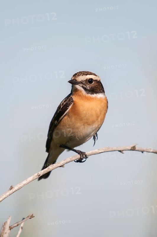 Brandenburg, whinthroat, Germany, Nabu, national natural heritage, Grünhaus natural paradise, saxicola rubetra, whinchat, post-mining landscape, birds, green house, high size, portrait format, passeri, songbirds, songbirds, birds