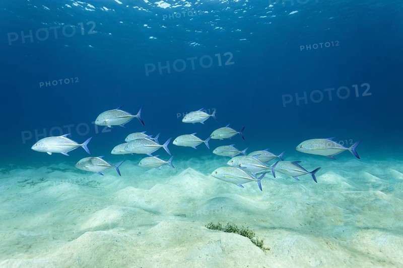 Shoal, bluefin trevally (Caranx melampygus), swimming over sandy bottom, Red Sea, Gota Abu Ramada, Hughada, Egypt