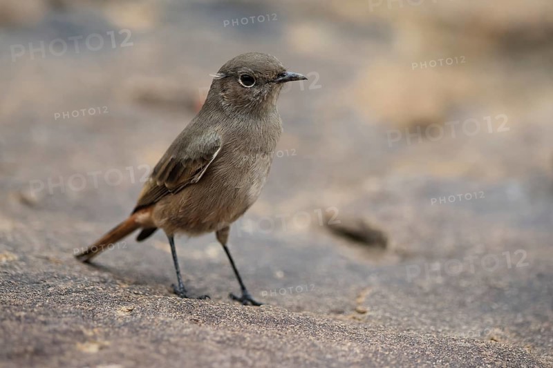 Rusty-tailed Wheatear, (Oenanthe familiaris), adult, alert, Mountain Zebra National Park, South Africa