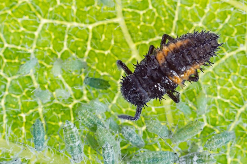 Ladybird or ladybug larva feeding on Plum aphids (Brachycaudus helichrysi) on a plum tree leaf in summer, Suffolk, England, United Kingdom