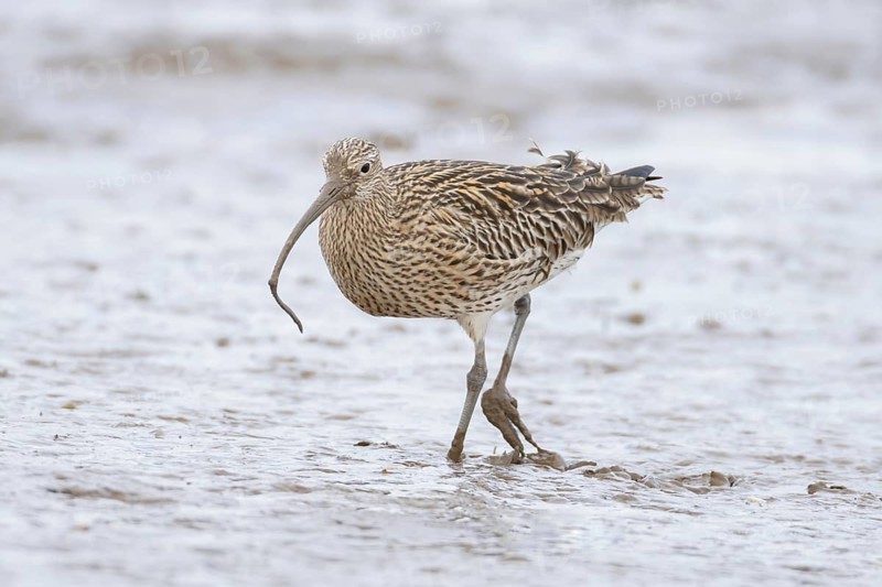 Eurasian curlew (Numenius arquata) adult wading bird carrying a lugworm for food in its beak on a mudflat, Norfolk, England, United Kingdom