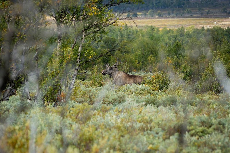 A moose emerges from the dense greenery of a forest, surrounded by autumnal colours. A male moose (Alces alces) searches for food in a marshy area, summer, Norway