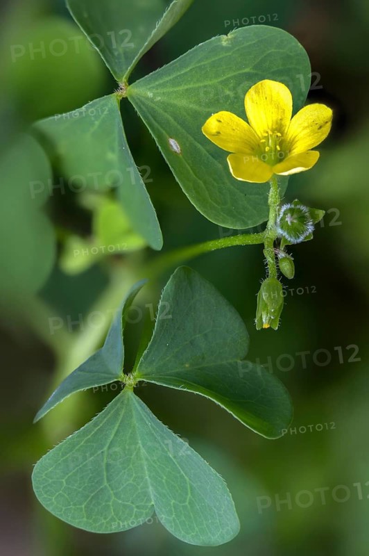 Upright sorrel, oxalidaceae, oxalis stricta, oxalis europaea, oxalis fontana, sorrel, sour clover, stiff sorrel, common yellow oxalis, flora, high size, portrait format, lemon clover, plants, upright yellow sorrel, yellow woodsorrel