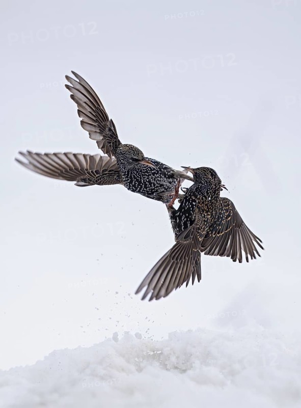 Starling (Sturnus vulgaris), close-up, two adult birds attacking each other in flight in an aggressive territorial fight in winter in the snow, Baden-Württemberg, Germany