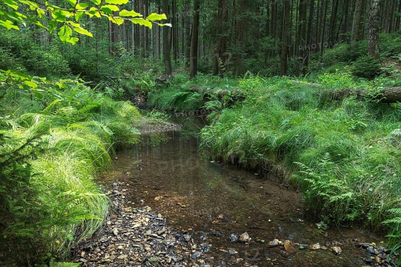 Germany, Greiz, Greiz-Werdauer-Wald, Schlötenbach, Thuringia, Bach, Brook, rivers, Vogtland