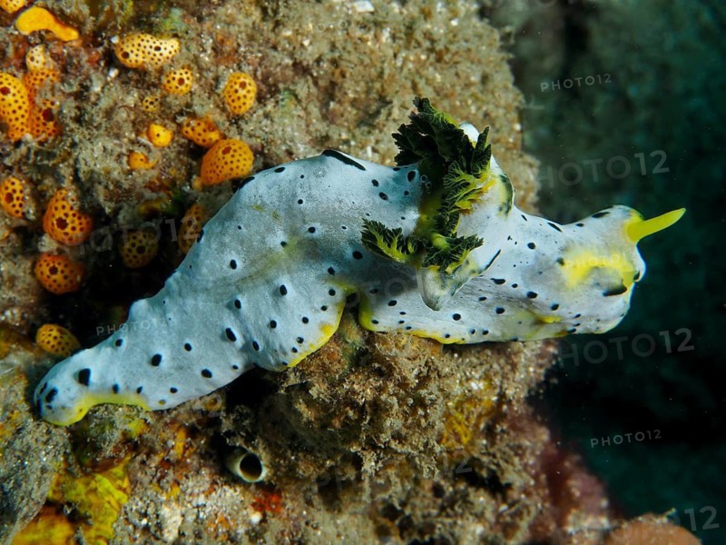 Yellow-green nudibranch with a speckled pattern, the grey banana nudibranch (Notodoris serenae), in a coral environment, at the Gondol Reef dive site, Gondol, Bali, Indonesia