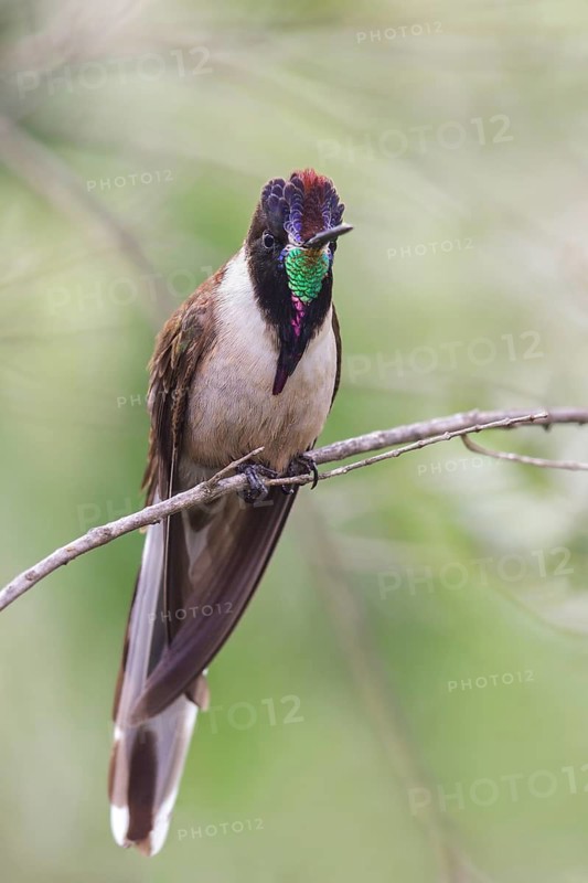 Bearded Mountaineer (Oreonympha nobilis) perched on a branch in Peru