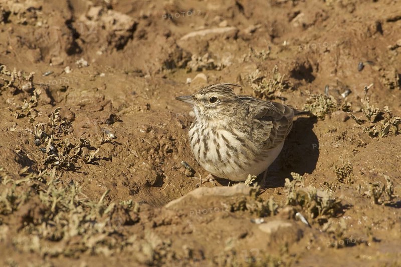 Thekla Lark (Galerida theklae), Morocco