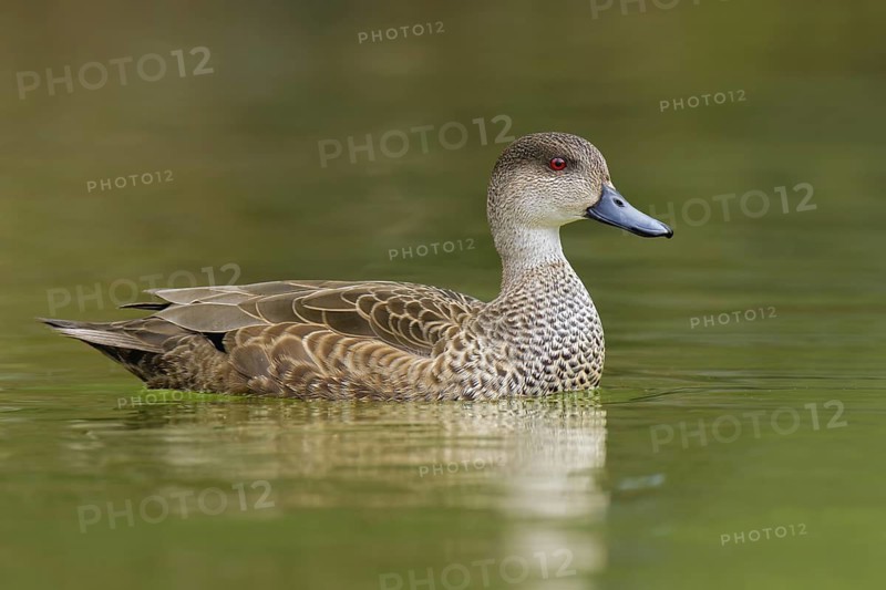 Grey Teal (Anas gracilis), Victoria, Australia