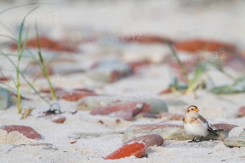 Snow Bunting - Schneeammer - Plectrophenax nivalis ssp. nivalis, Germany
