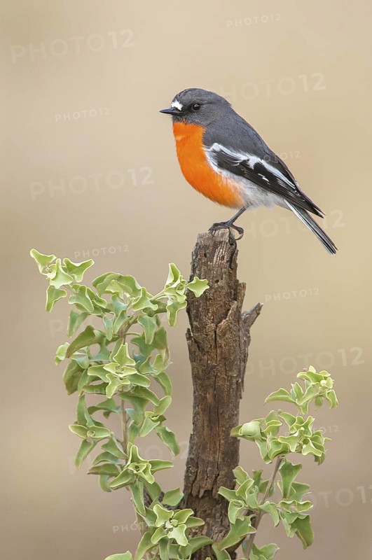 Flame Robin (Petroica phoenicea) male, Victoria, Australia