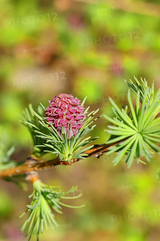 Female flower of the larch (Larix decidua), growing into cones, Wilnsdorf, North Rhine-Westphalia, Germany