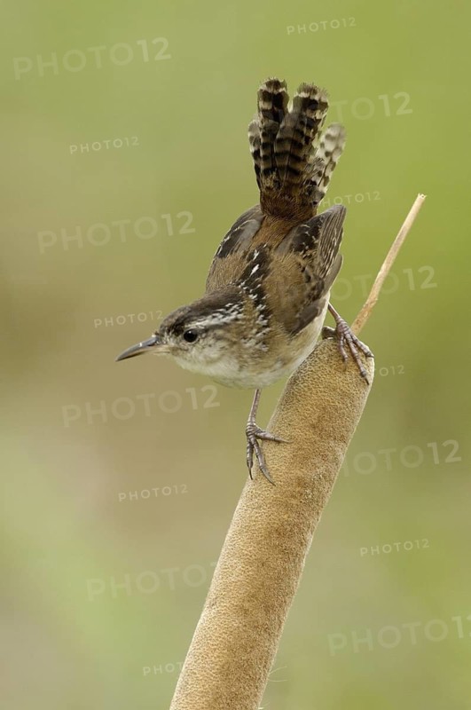 Marsh Wren (Cistothorus palustris), Texas, USA