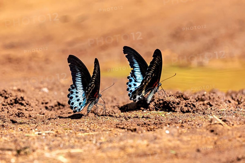 Two butterflies with blue and black wings on an earthy surface in a natural environment, Blue Mormons at Sigiriya in Sri Lanka (Papilio polymnestor)