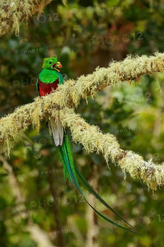 Resplendent Quetzal (Pharomachrus mocinno) perched on a branch in Costa Rica