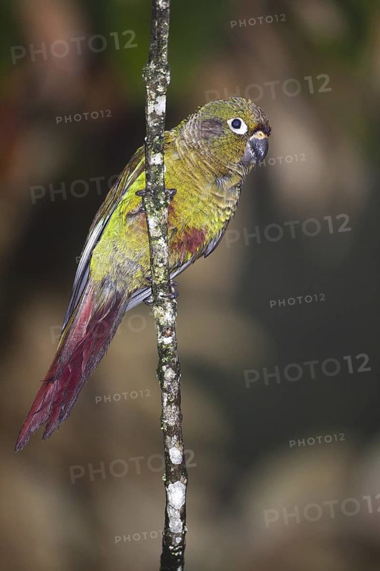 Maroon-bellied Parakeet (Pyrrhura frontalis), Bahia, Brazil