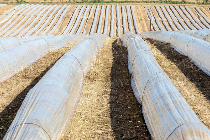 Polythene cloches, polytunnels, folio tunnels, running across farmland field to protect crops from frost, Wantisden, Suffolk, England, UK