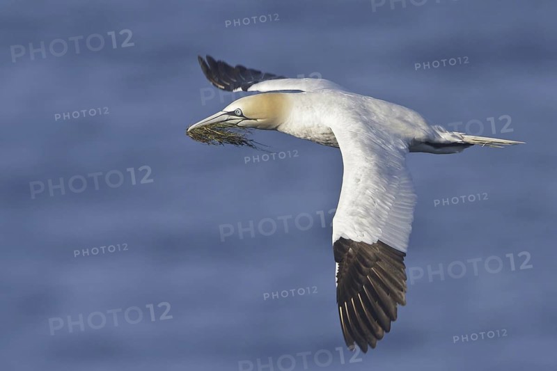 Northern Gannet (Morus bassanus) flying, Newfoundland, Canada