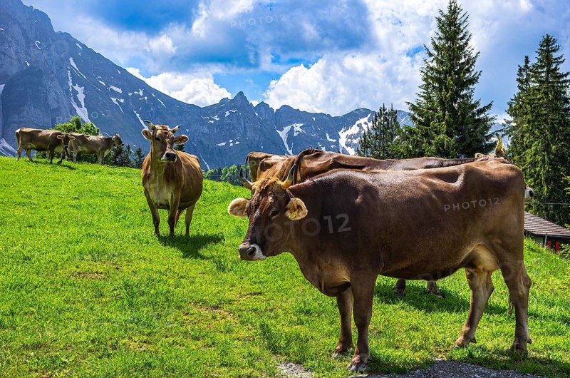 Cows with properly attached ear tags graze on an alpine pasture in the Swiss Alps near Urnäsch and Schwägalp, Canton of Appenzell Ausserrhoden, Switzerland. Swiss Brown Cattle with Properly Attached Ear Tags Graze on an Alpine Pasture in the Swiss Alps near Urnäsch and Schwägalp, Canton of Appenzell Ausserrhoden, Switzerland