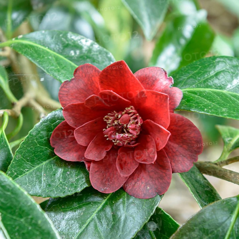 Camellia (Camellia japonica 'Bob Hope'), EXbury gardens, Great Britain