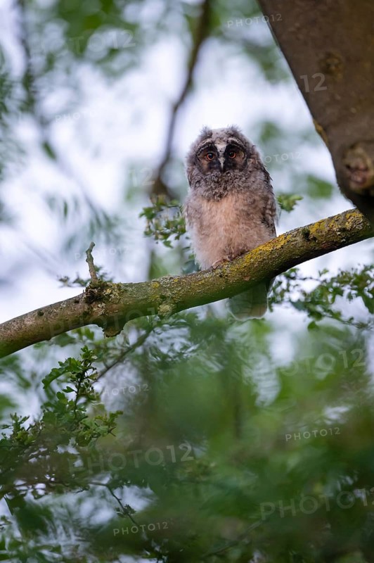 Long-eared owl (Asio otus), young bird, nest fledgling, Bottrop, Ruhr area, North Rhine-Westphalia, Germany