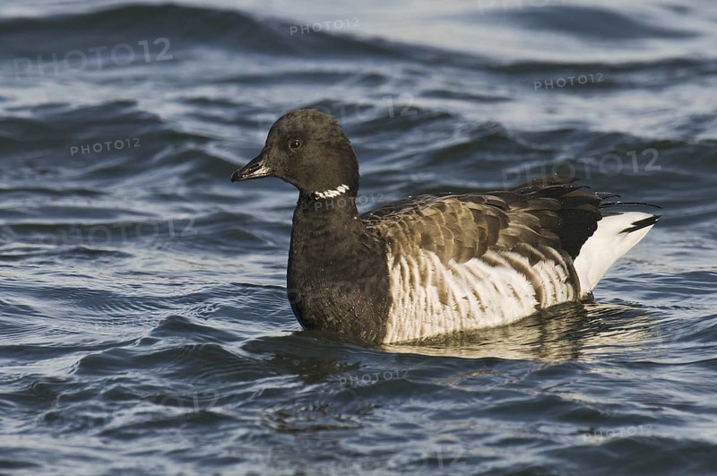 Brant Goose (Branta bernicla), New Jersey, USA