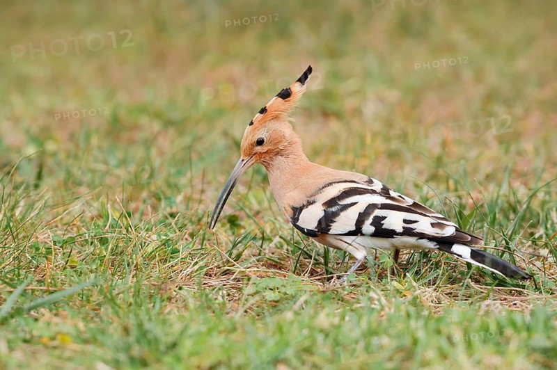Hoopoe (Upupa epops) foraging in a meadow, Algarve, Portugal