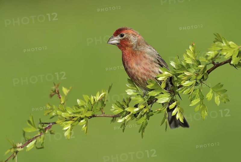 House Finch (Haemorhous mexicanus)