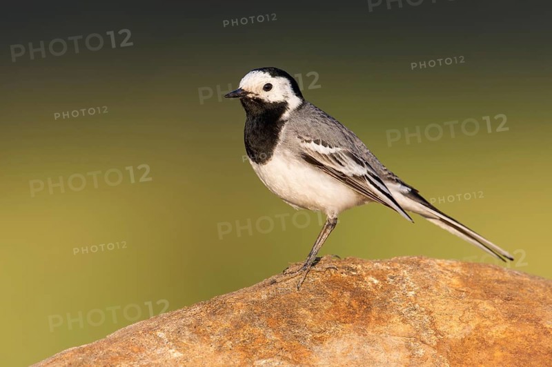 White Wagtail (Motacilla alba) perched on a rock, Poland
