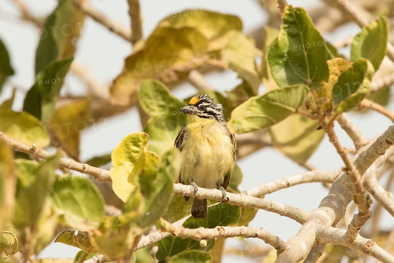 Yellow-fronted Tinkerbird (Pogoniulus chrysoconus), Gambia