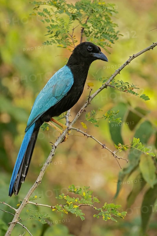 Yucatan Jay (Cyanocorax yucatanicus) perched on a brnach near Cancun on the Yucatan Peninsula of Mexico