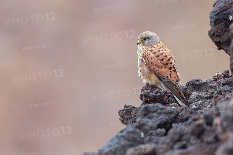 Kestrel, (Falco tinnunculus), perches on rocks, Canary Islands, animals, birds, falcons, foraging, lava rocks, Lanzarote, Canary Islands, Spain