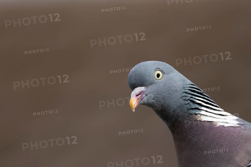 Wood pigeon (Columba palumbus) adult bird head portrait, Suffolk, England, United Kingdom