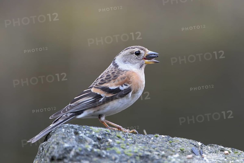 Bergfink; lat. Fringilla montifringilla; Weibchen mit einem Sonnenblumenkern im Schnabel auf einem Stein sitzend
