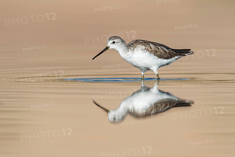 Marsh Sandpiper (Tringa stagnatilis) foraging in shallow water, Eilat, Israel