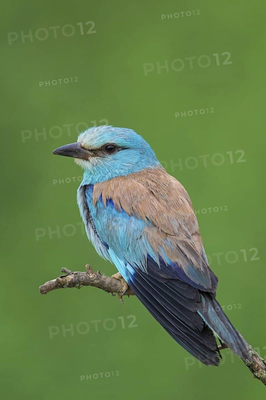 Roller, Almond Crow, (Coracias garrulus), animals, birds, raptors, raptor family, perch, biotope, habitat, Muselievo, Muselievo, Pleven, Bulgaria