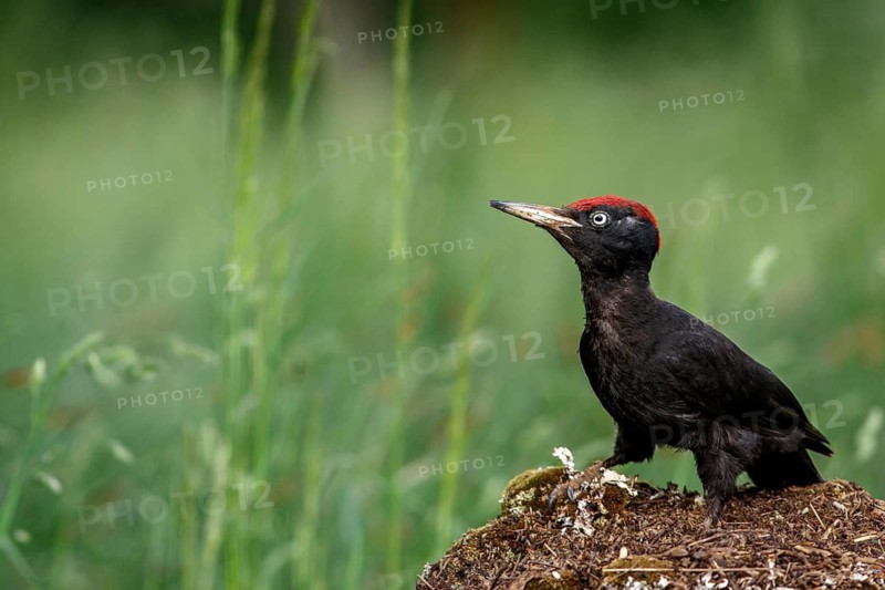 Black woodpecker (Dryocopus martius), male on forest, Castile and Leon, Spain