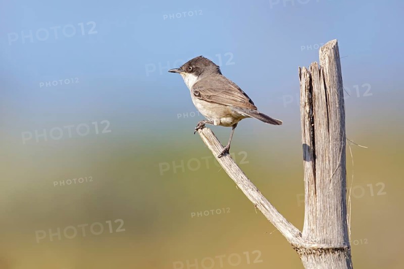 Nightingale warbler, (Sylvia crassirostris), Eastern Orphean warbler, songbird on perch, animals, birds, songbirds, Lesvos, Greece