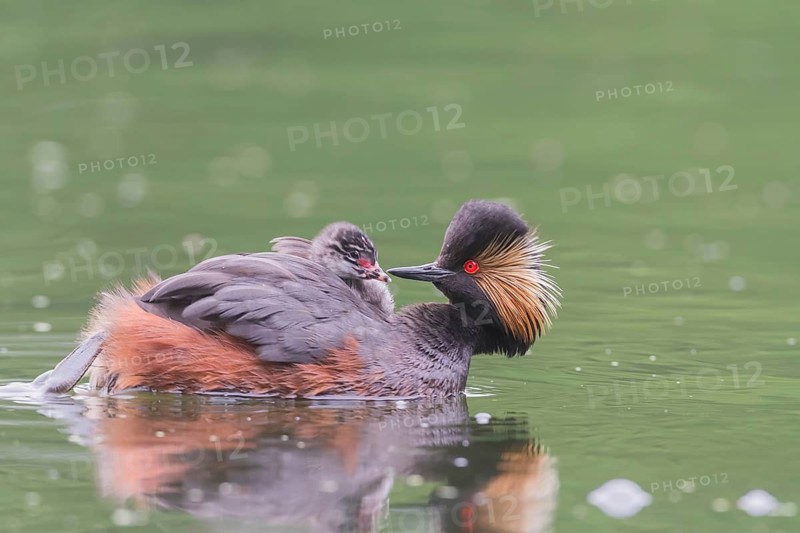 Schwarzhalstaucher (Podiceps nigricollis) Black-necked Grebe