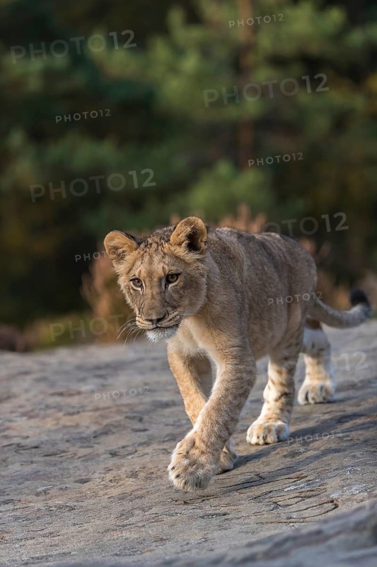 One female young lion (Panthera leo) running on a rocky plateau.Green vegetation in the background