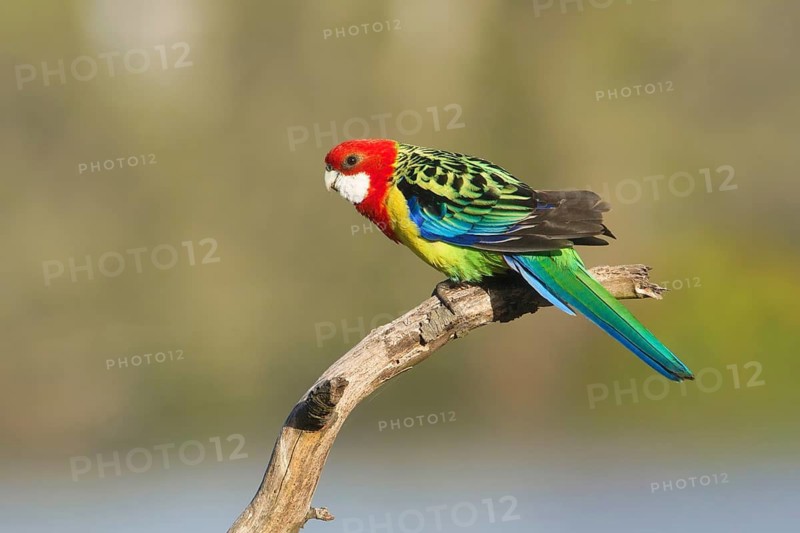 Eastern Rosella (Platycercus eximius) male perched on a branch, Victoria, Australia