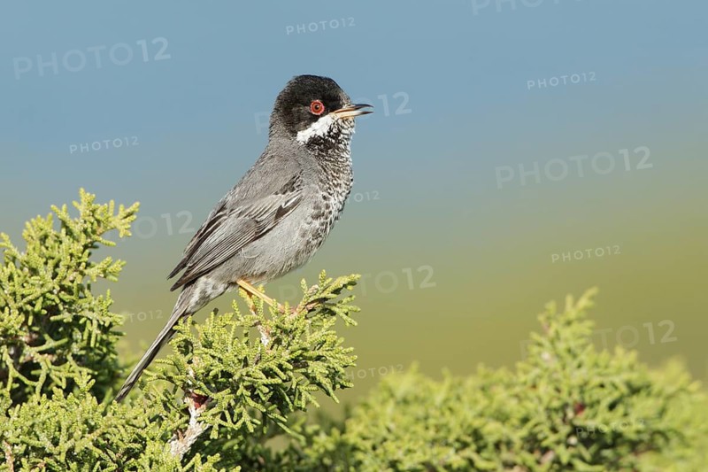 Cyprus Warbler (Sylvia melanothorax) male singing, Cyprus