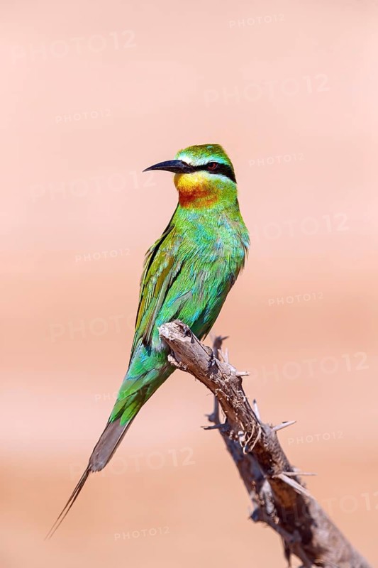 Blue-cheeked Bee-eater, (Merops persicus), family of bee-eaters, bird on perch, Al Mughsyal, Salalah, Dhofar, Oman