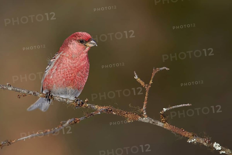 Pine Grosbeak (Pinicola enucleator) male perched on a branch, Lapland, Finland