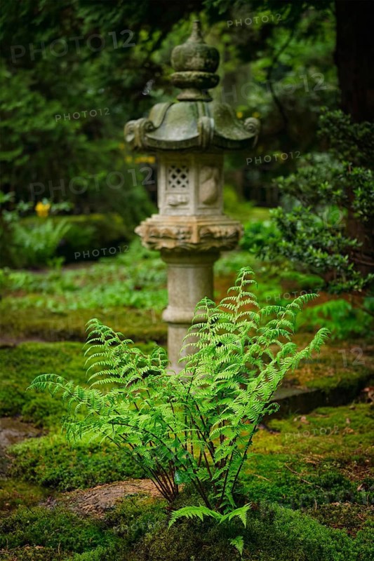 Green fern and lantern in Japanese garden, Park Clingendael, The Hague, Netherlands