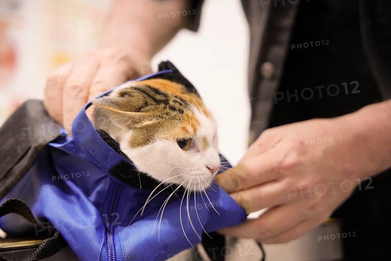 A veterinarian carefully secures a cat in a blue restraint bag for examination at a veterinary clinic. The cat appears calm and is being handled gently