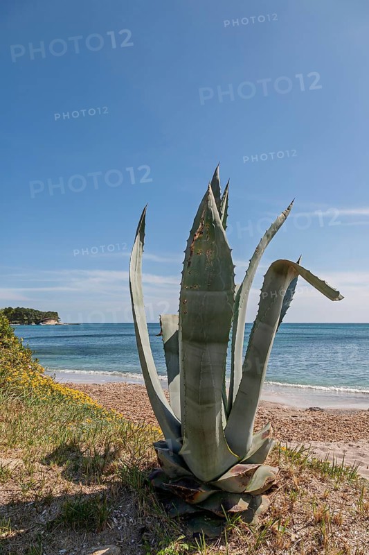 Century plant (Agave americana), Majorca, Balearic Islands, Spain