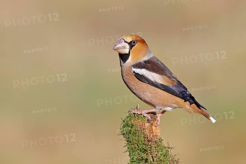 Hawfinch (Coccothraustes coccothraustes), male, perched on a moss-covered branch, Wilnsdorf, North Rhine-Westphalia, Germany