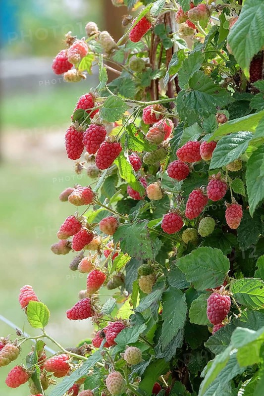 Rasp blackberry (Rubus 'Tayberry'),  Germany